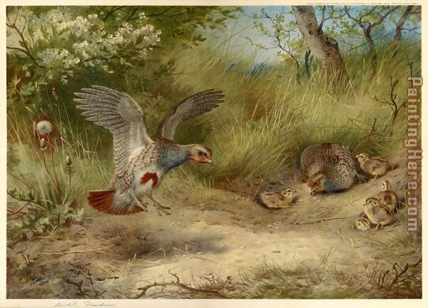 Partridges and Young painting - Archibald Thorburn Partridges and Young art painting